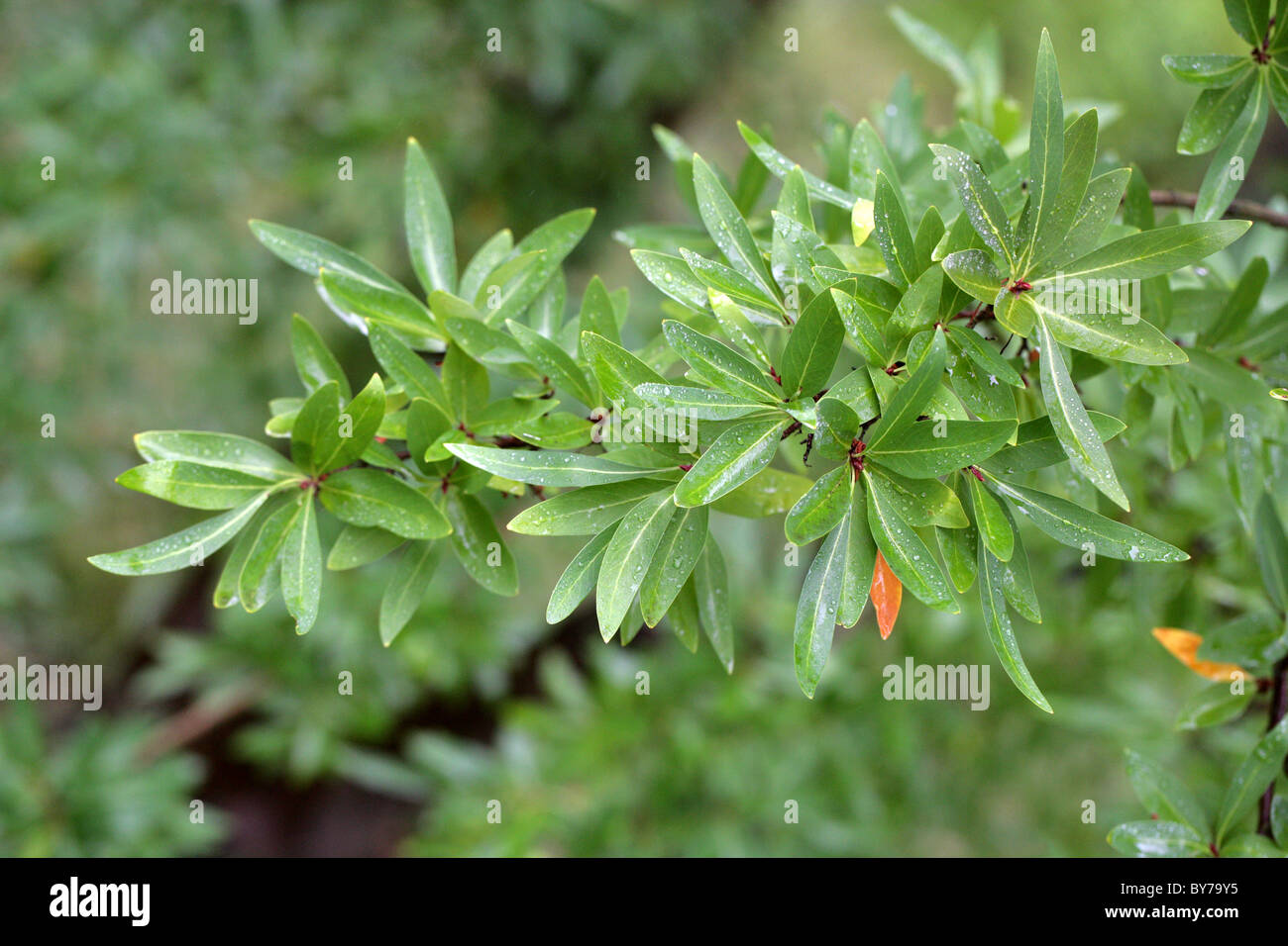 Chilean Fire Bush, Embothrium coccineum, Proteaceae, Chile, South America. Aka Chilean Firetree, Chilean Firebush, Notro. Stock Photo