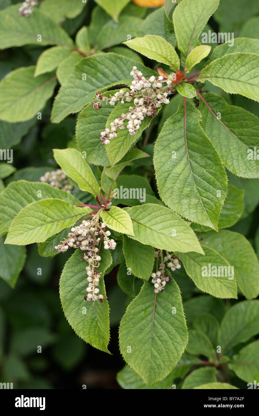 Japanese Sweet Shrub, Clethra barbinervis, Clethraceae. Japan, Korea and China, Asia Stock Photo