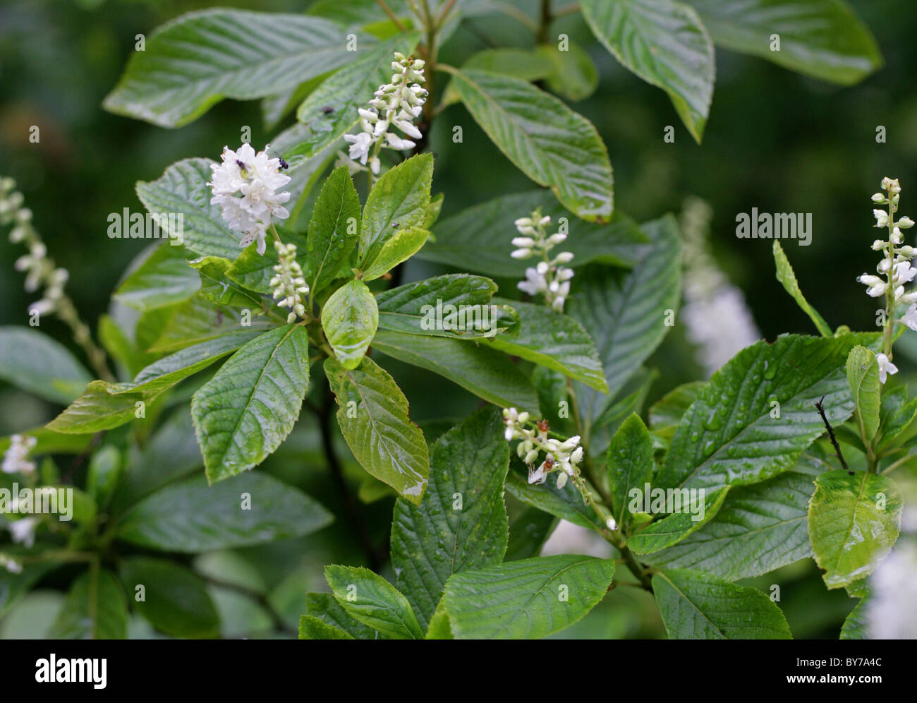 Sweet Pepperbush, Anne Bidwell or Summersweet, Clethra alnifolia, Clethraceae. Eastern North America. Stock Photo