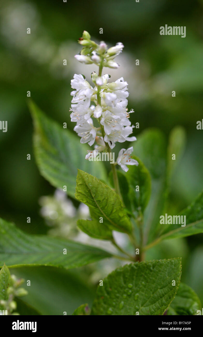 Sweet Pepperbush, Anne Bidwell or Summersweet, Clethra alnifolia, Clethraceae. Eastern North America. Stock Photo