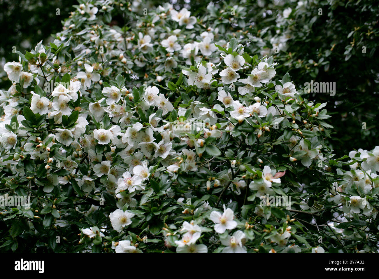 Nyman's Hybrid Eucryphia, Eucryphia x nymansensis (E. cordifolia x E. glutinosa), Cunoniaceae (previously Eucryphiaceae). Stock Photo