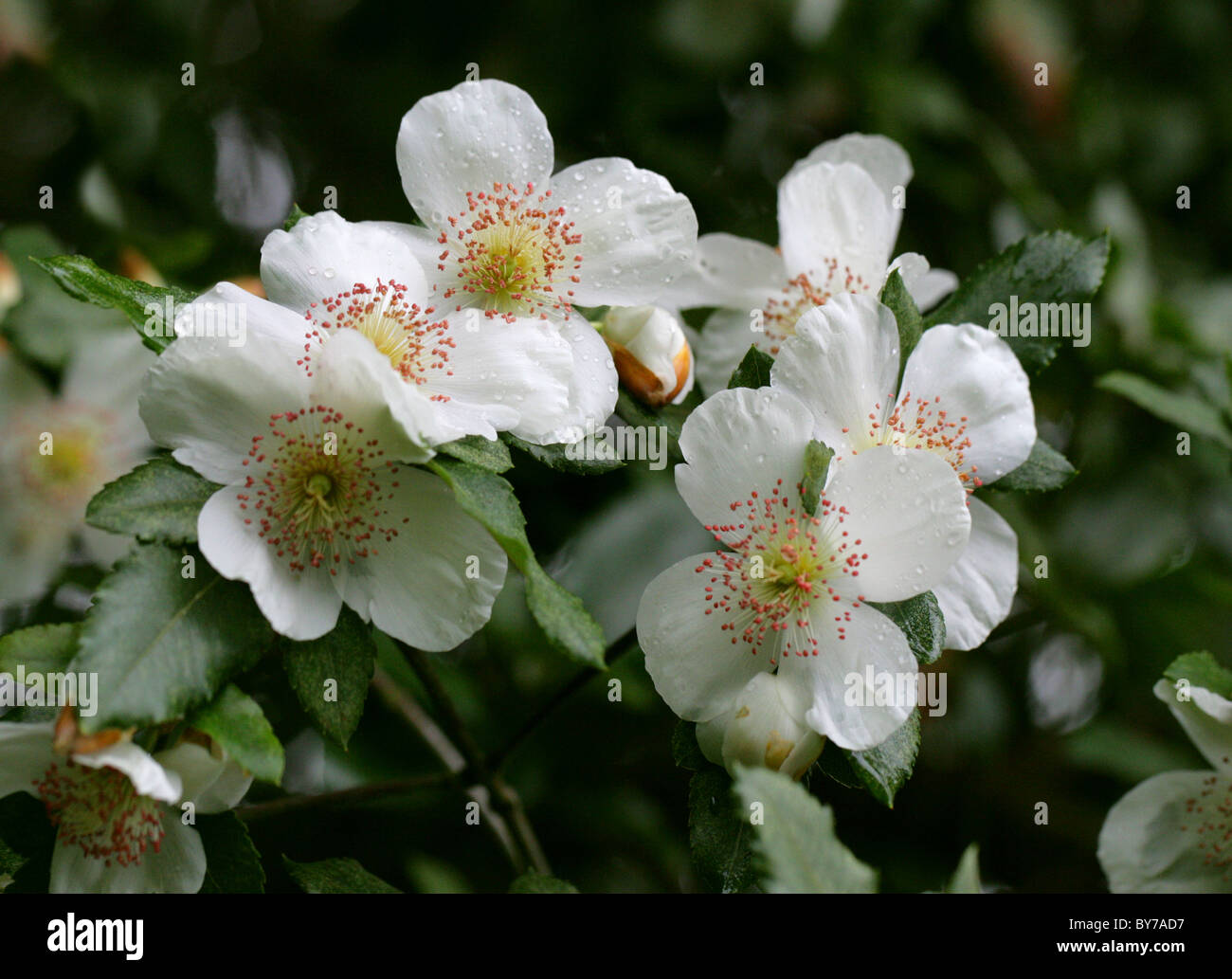 Nyman's Hybrid Eucryphia, Eucryphia x nymansensis (E. cordifolia x E. glutinosa), Cunoniaceae (previously Eucryphiaceae). Stock Photo