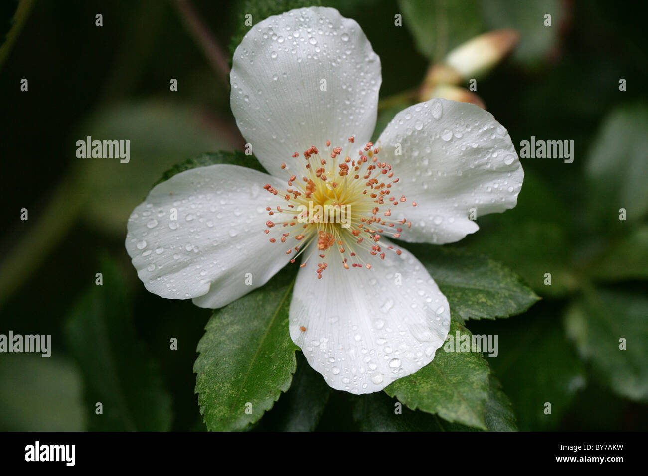 Nyman's Hybrid Eucryphia, Eucryphia x nymansensis (E. cordifolia x E. glutinosa), Cunoniaceae (previously Eucryphiaceae). Stock Photo