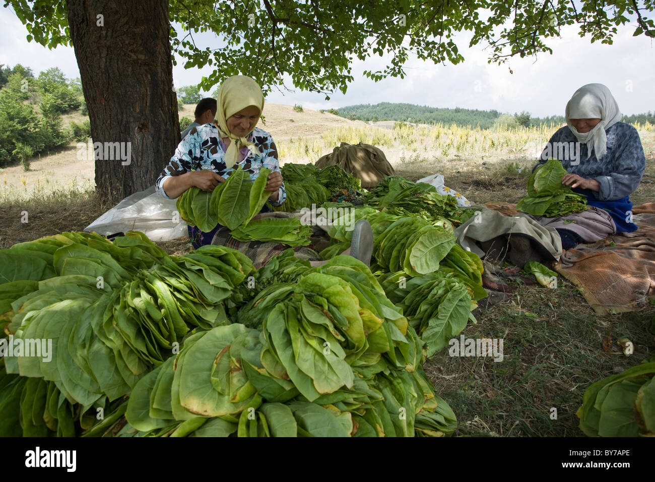 Tobacco leaves are strung up to dry, Dagonovo village, Balkans, Bulgaria  Stock Photo