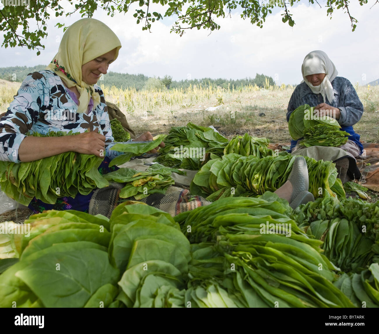 Tobacco production hi-res stock photography and images - Page 12