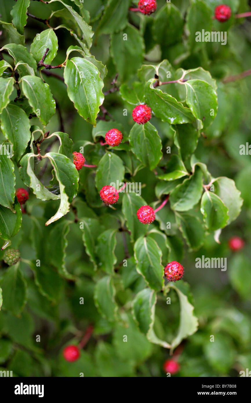 Japanese Dogwood, Cornus kousa, Cornaceae, Japan & Korea Stock Photo