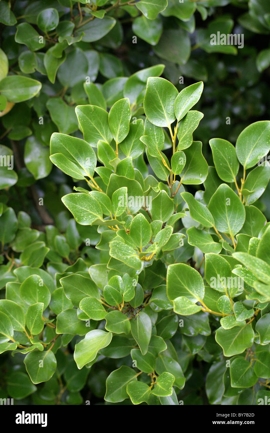 New Zealand Broadleaf, Papauma or Kapuka, Griselinia littoralis, Griseliniaceae, New Zealand. Stock Photo