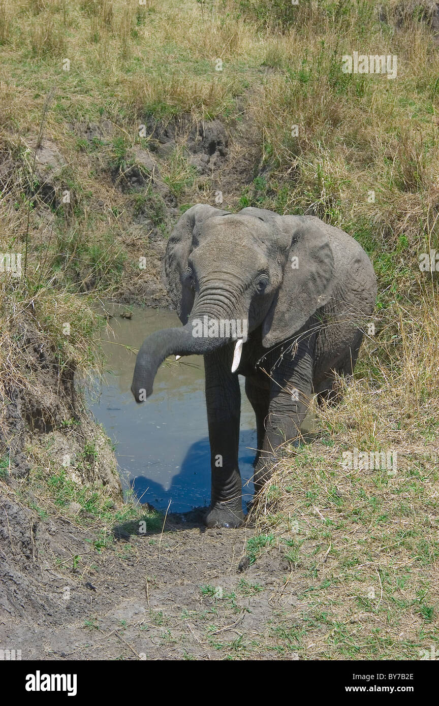 african elephant emerging from the sand river raising its trunk in the ...