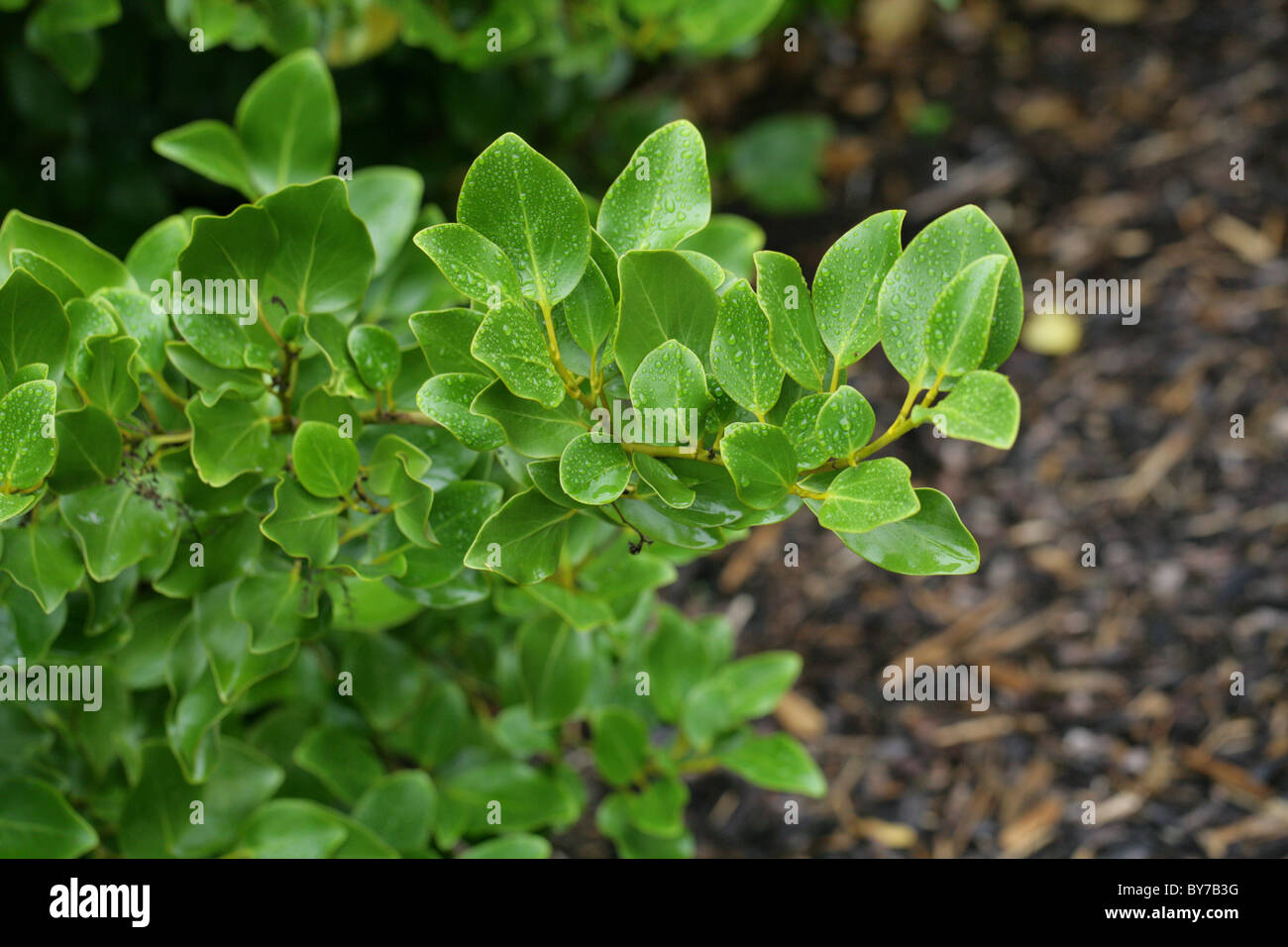 New Zealand Broadleaf, Papauma or Kapuka, Griselinia littoralis, Griseliniaceae, New Zealand. Stock Photo