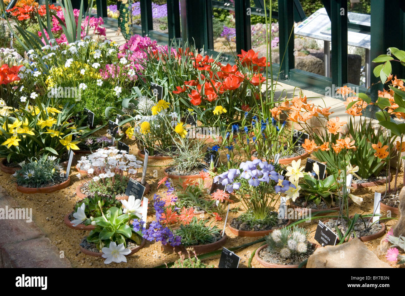 Rockery plants in greenhouse at RHS Wisley Garden, Surrey Stock Photo Alamy