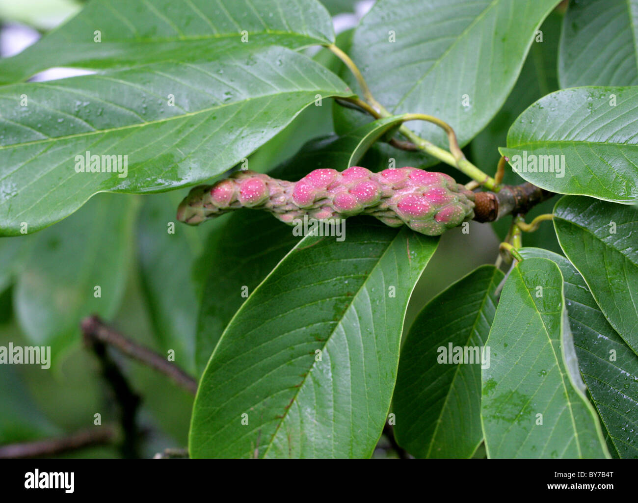 Magnolia 'Wakehurst' (Seed Pods), Magnoliaceae. Garden Origin. Stock Photo