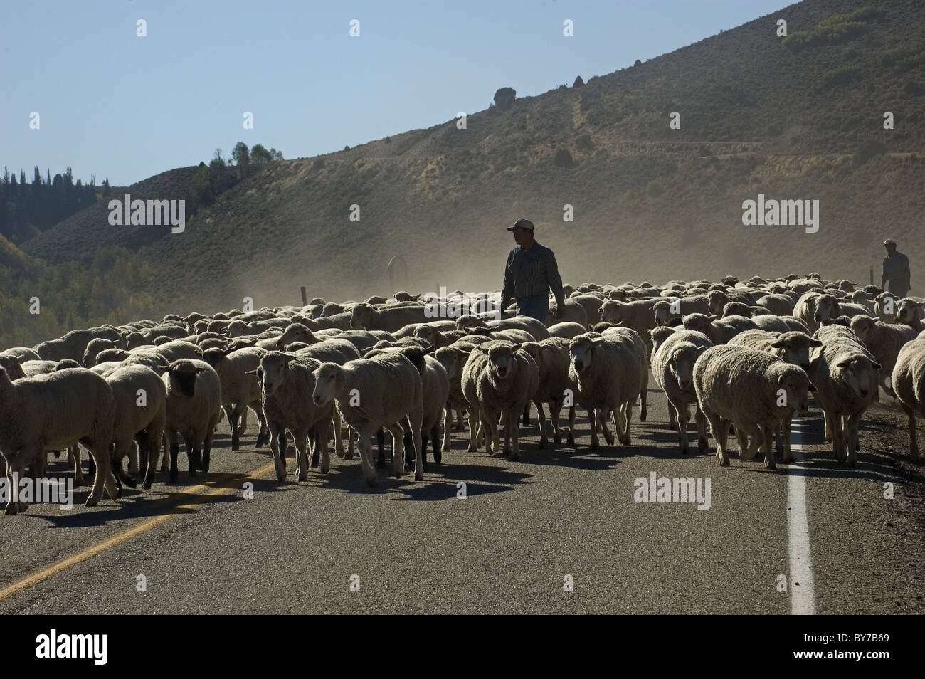 Herding sheep on road down from mountain pasture Stock Photo