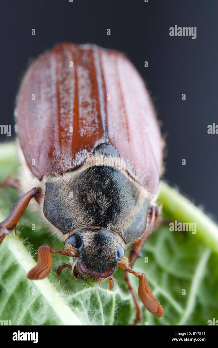 Adult Cockchafer Stock Photo