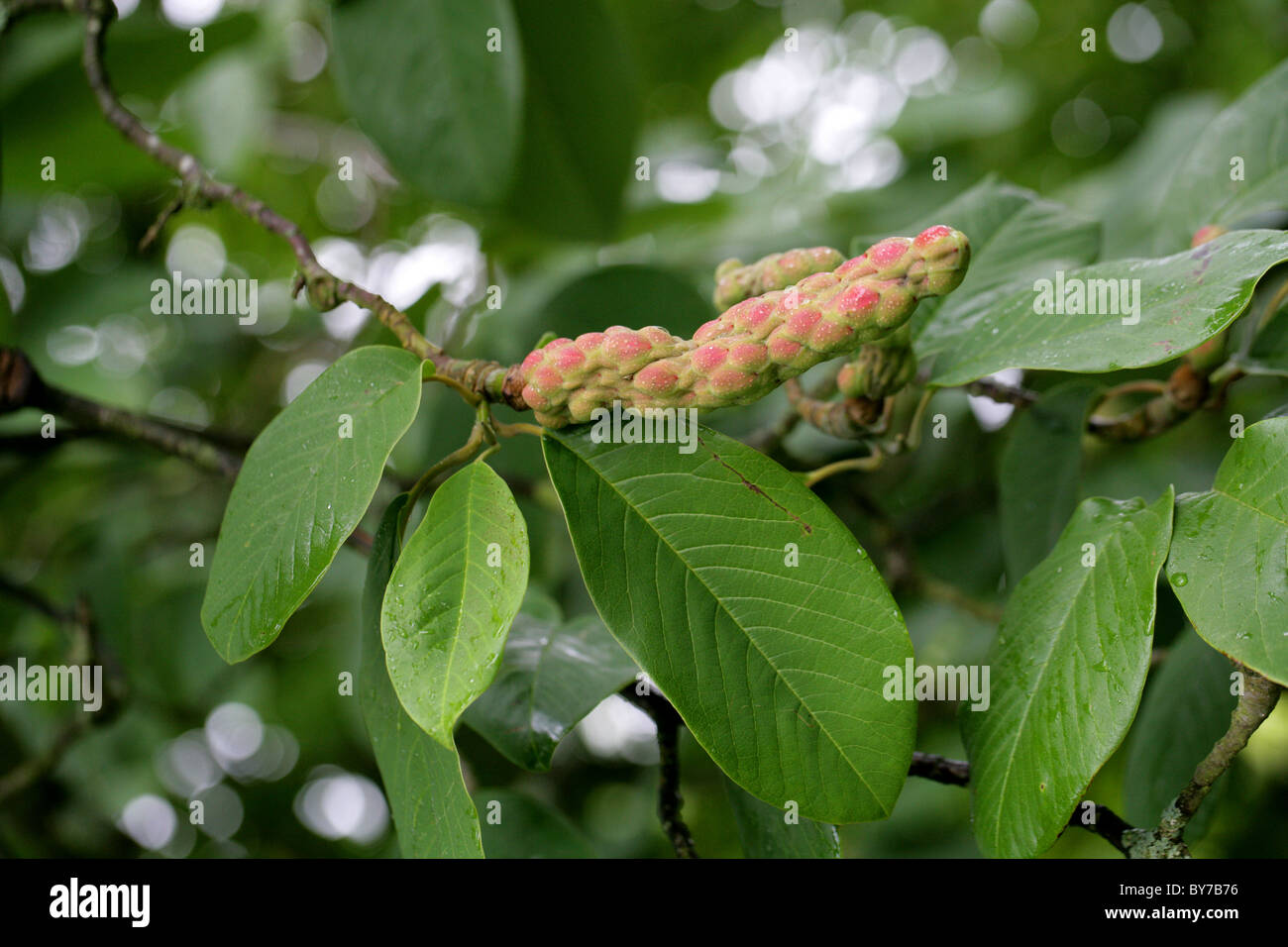 Magnolia 'Wakehurst' (Seed Pods), Magnoliaceae. Garden Origin. Stock Photo