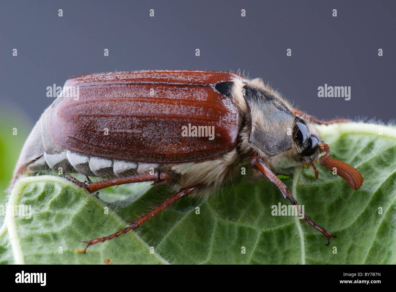 Adult Cockchafer Stock Photo