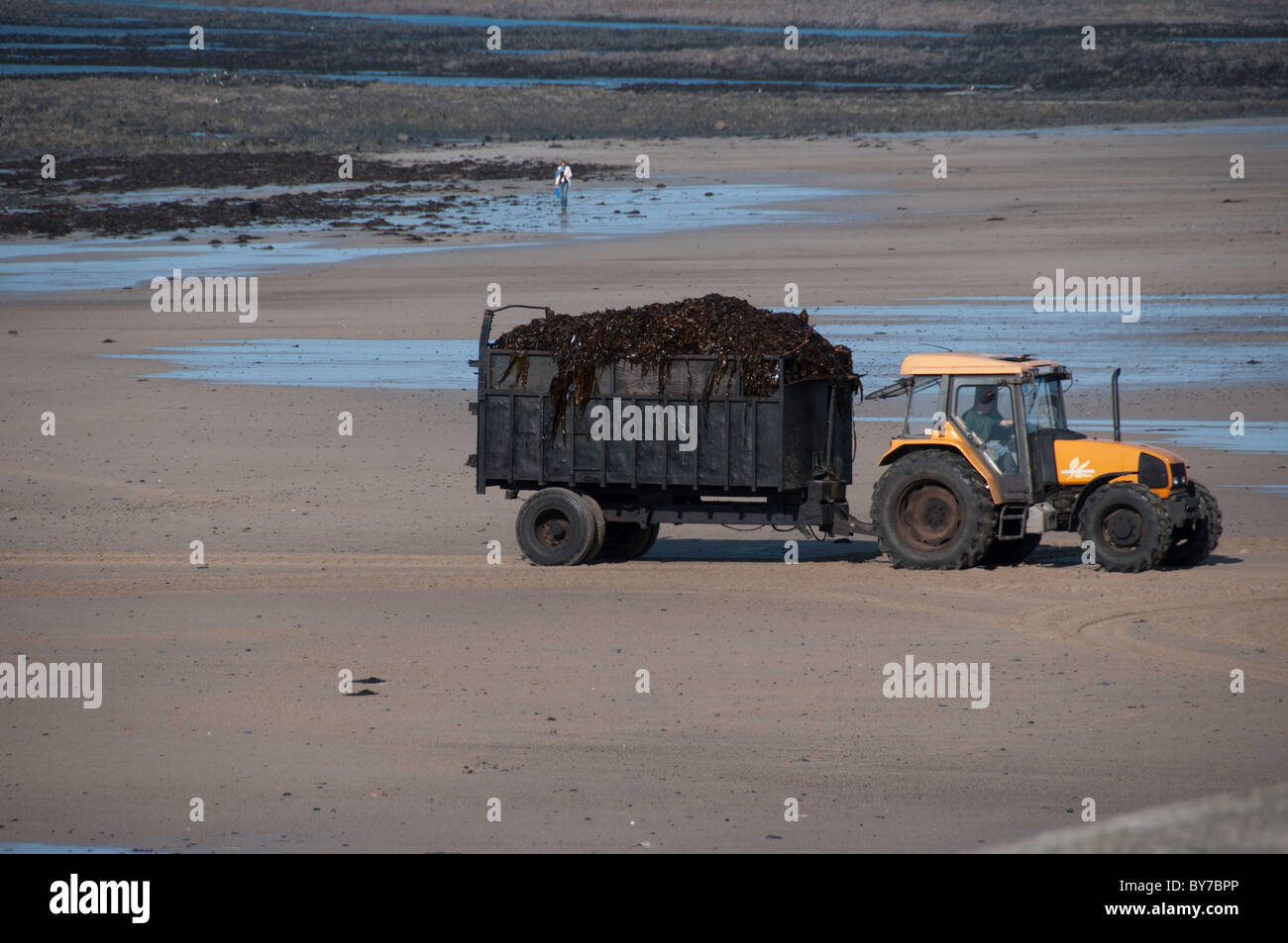 Collecting seaweed on the beach at St Ouen's Bay Stock Photo Alamy