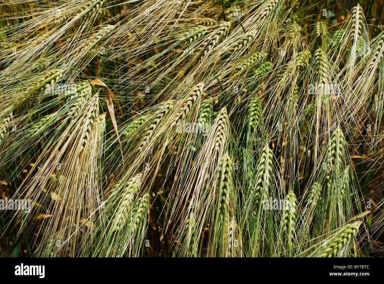Group of green and golden barley heads Stock Photo