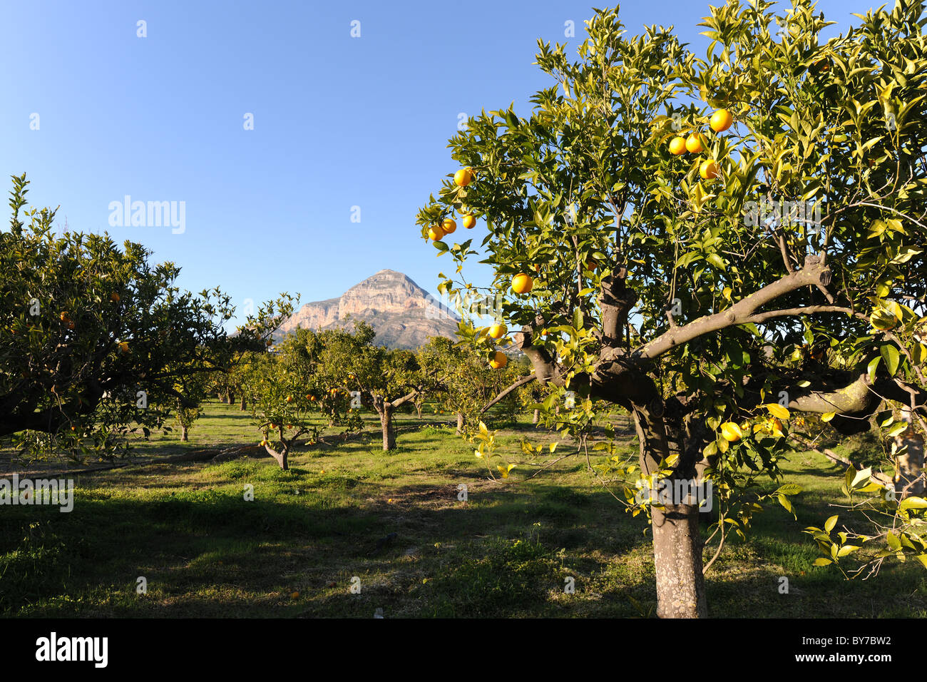 orange orchard, Javea / Xabia, Alicante Province, Valencia, Spain Stock Photo