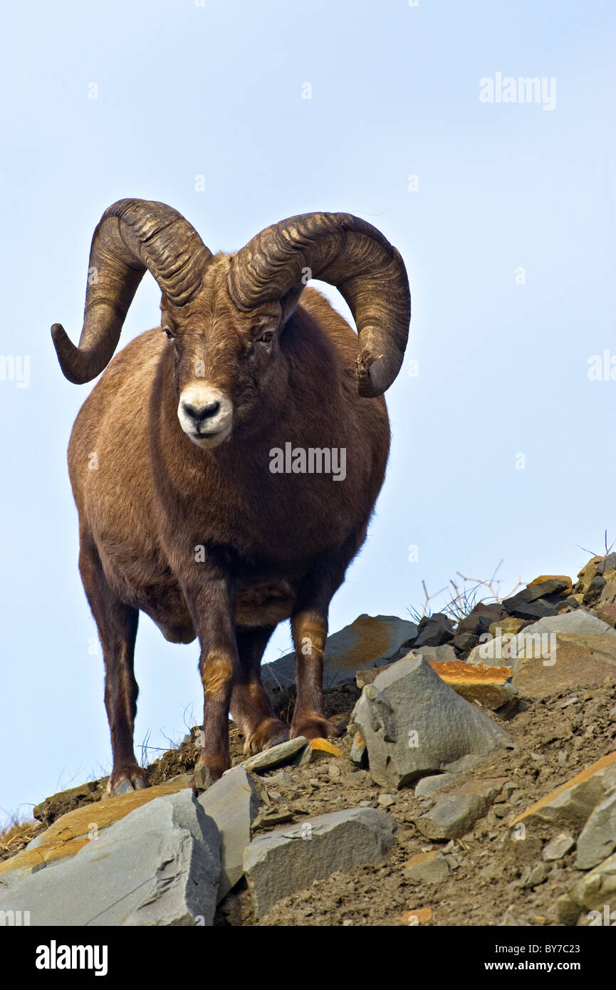 A vertical image of a wild Bighorn Sheep Stock Photo