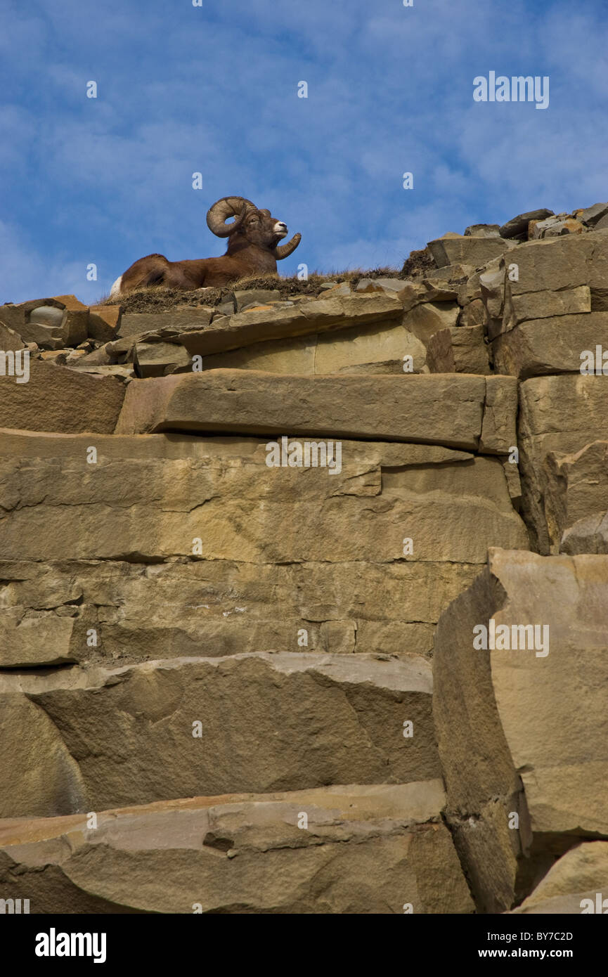An Bighorn ram laying on top of a rocky mountain cliff Stock Photo