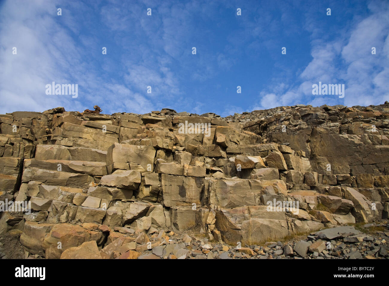 An adult Bighorn Sheep laying on top of a rock cliff Stock Photo