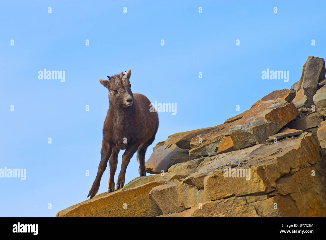 A young Bighorn Sheep on a rocky outcrop on a mountain side Stock Photo ...