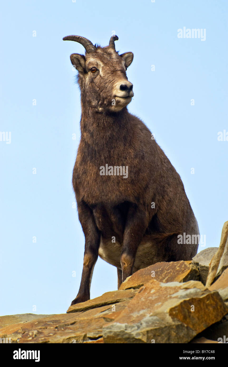A female Bighorn Sheep standing on a rock ledge. Stock Photo