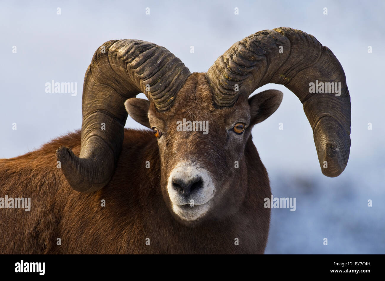 A portrait view of a wild Bighorn Sheep. Stock Photo