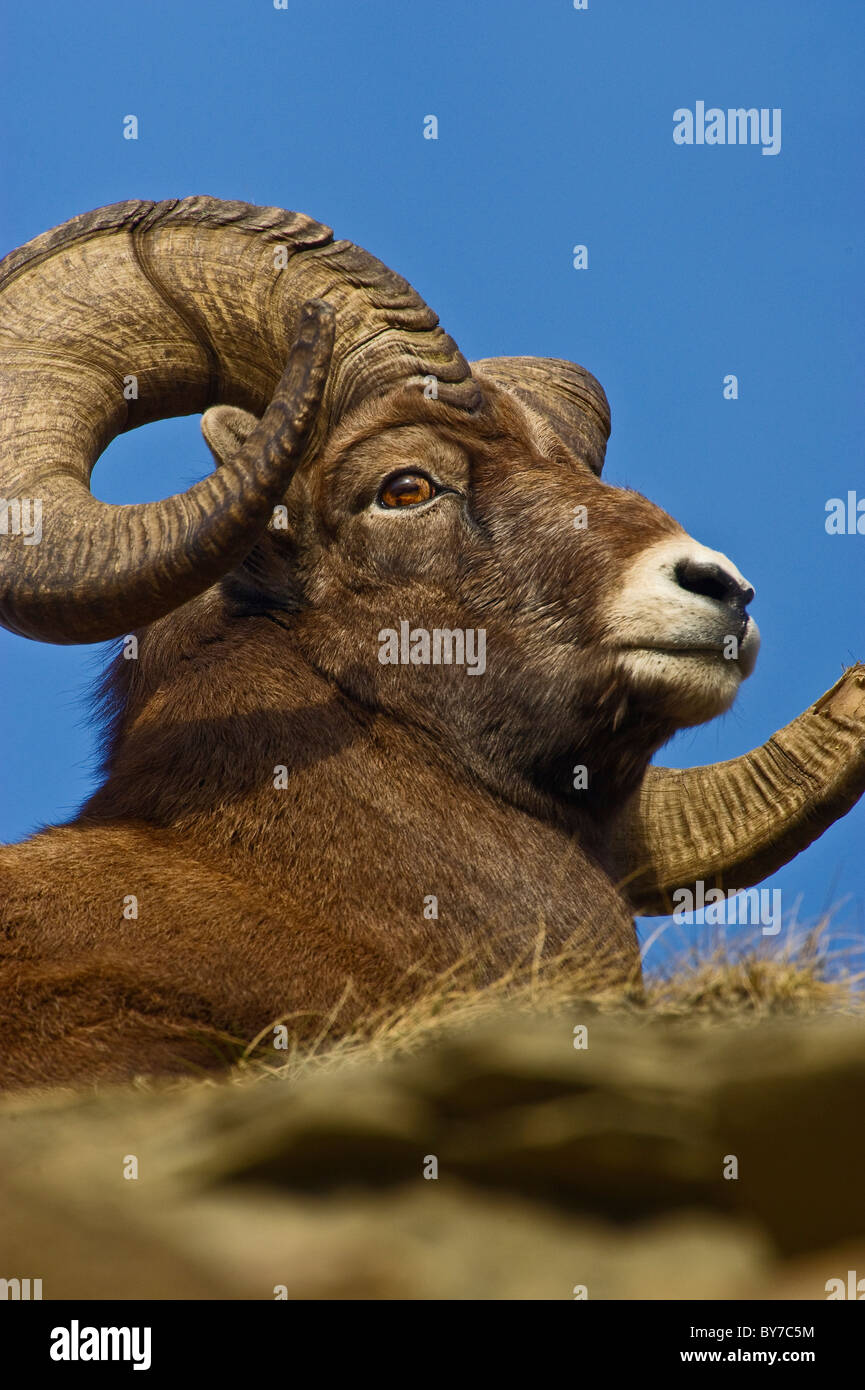 A portrait view of a wild rocky mountain Bighorn Sheep Stock Photo