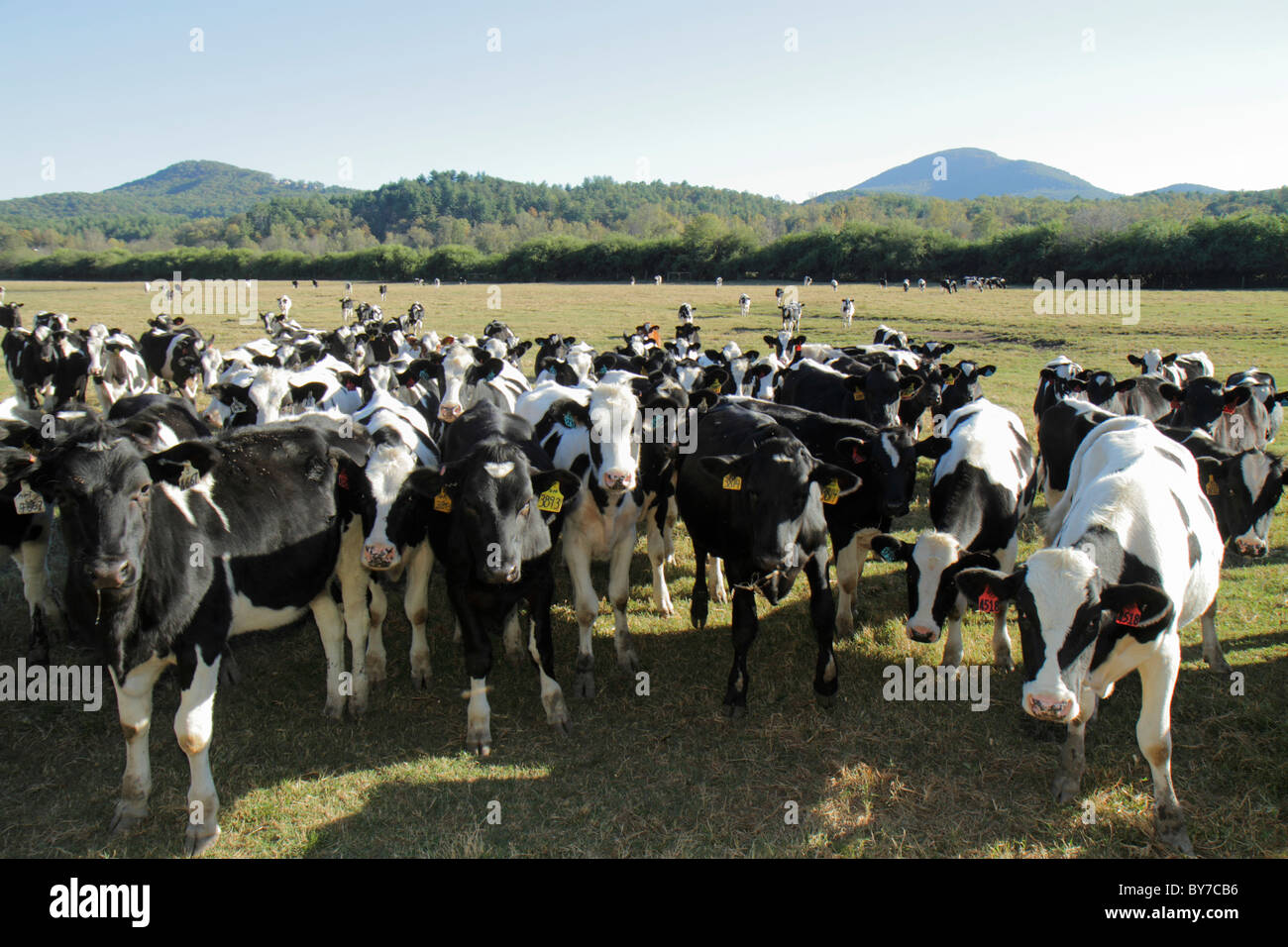 Georgia,GA,South,Helen,Southern Appalachian Mountains,Blue Ridge,Mount ...