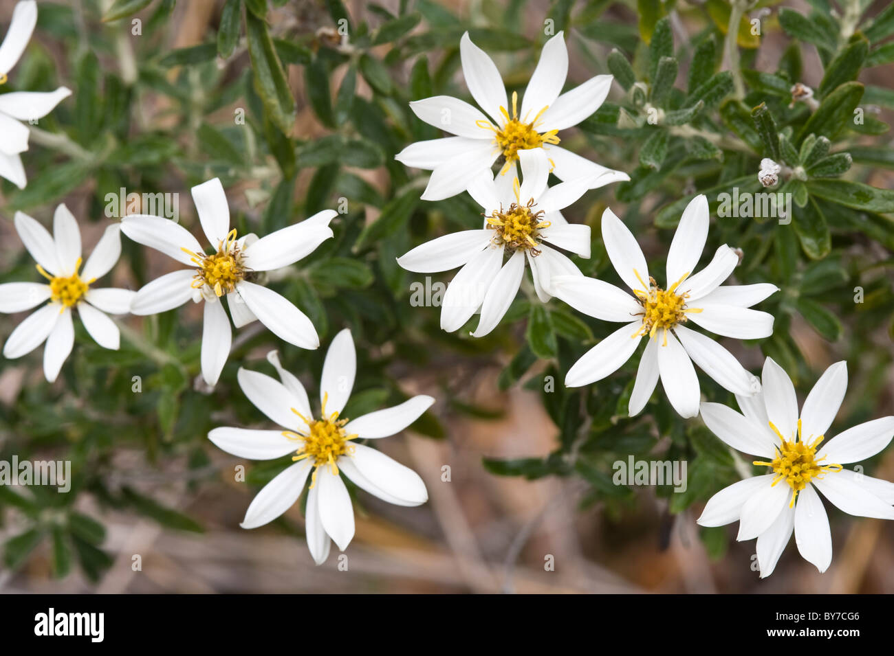 Mata Negra Fuegina, Fashine (Chiliotrichum diffusum) flowers Cordillera  Darwin near Pia Glacier Patagonia Tierra del Fuego Stock Photo - Alamy