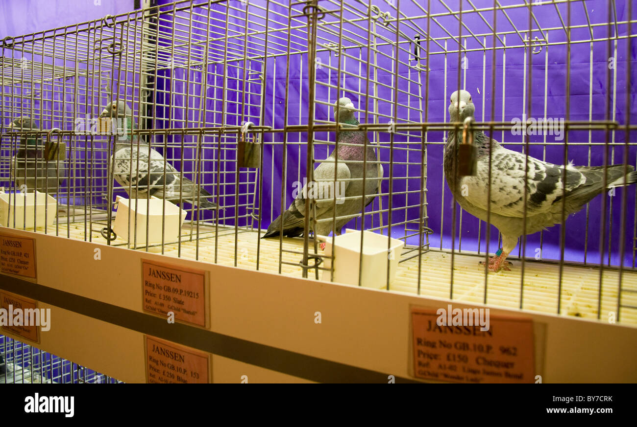 Janssen pigeons at British Homing Pigeon World Show of the Year 2011 ...