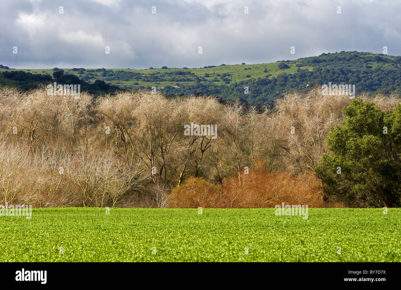 campo verde,trees natural park field, environment Los Alcornocales Stock Photo
