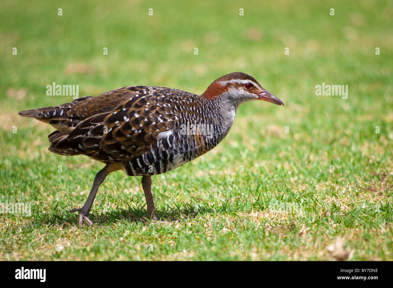 Buff Banded Rail Gallirallus Philippensis High Resolution Stock Photography  and Images - Alamy