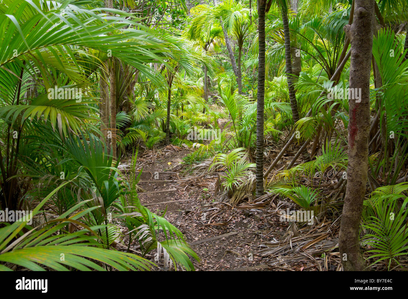 Curly palm (Howea belmoreana) forest, Lord Howe Island Stock Photo Alamy