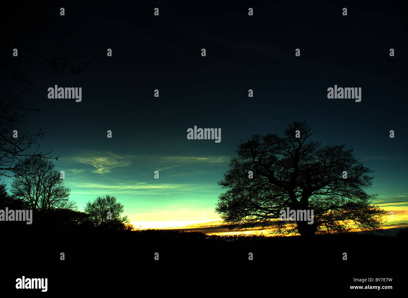 Sunset Tree Stock Photo