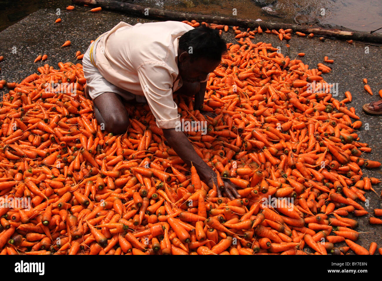 carrot farmer cleaning fresh carrot produce,vattavada,kerala,india