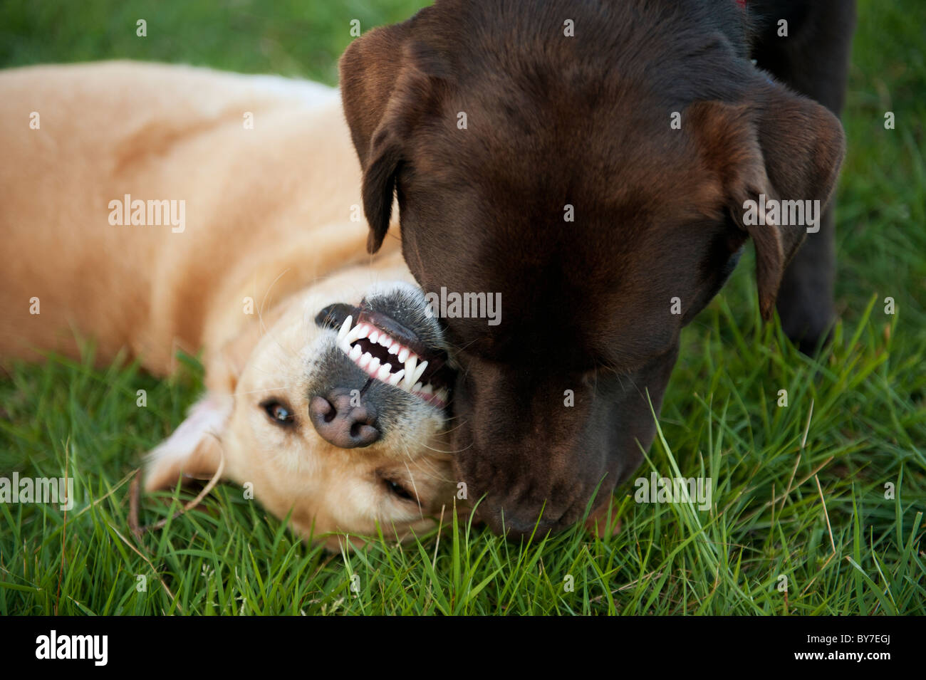 Dogs playing together in grass showing off clean teeth Stock Photo Alamy