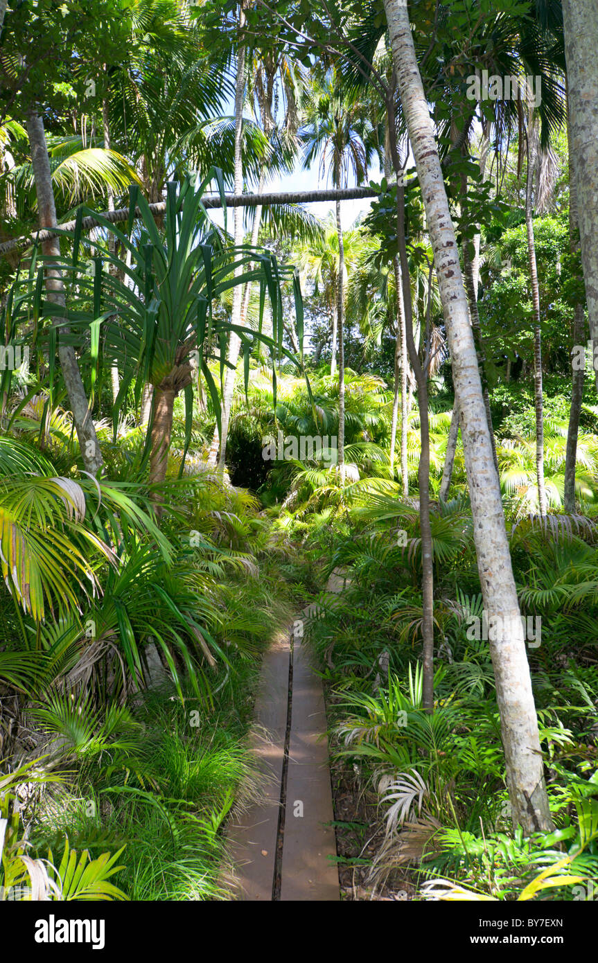 Boardwalk through palm forest on Lord Howe Island Stock Photo Alamy