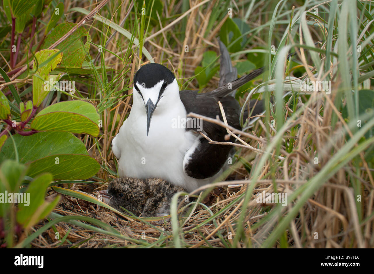 Sooty Tern (Sterna fuscata) with chick Stock Photo