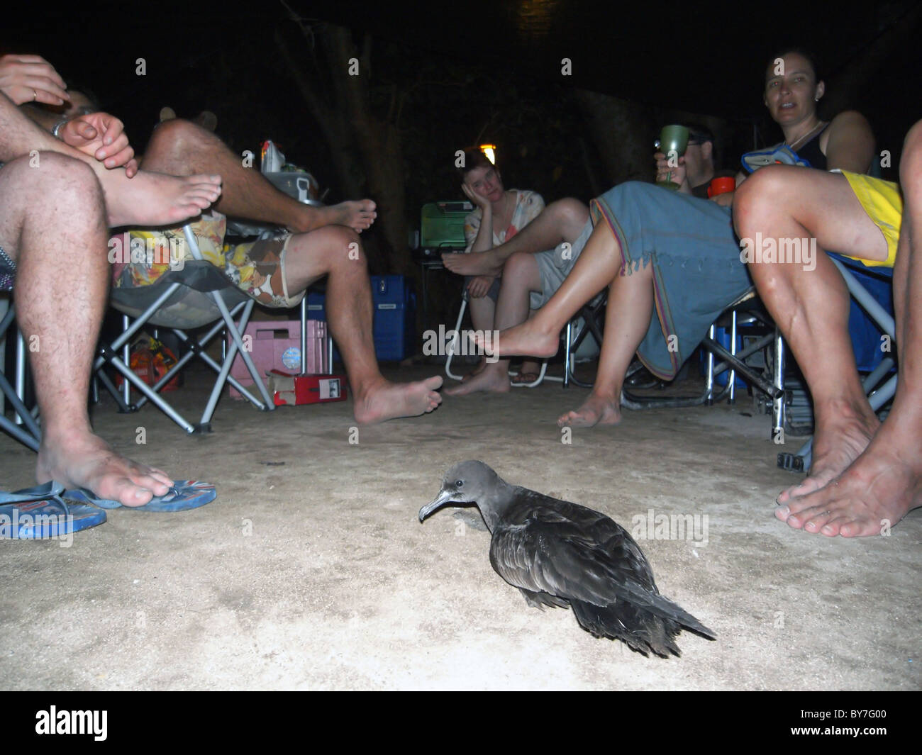 Muttonbird (Puffinus pacificus) crash-landing in the midst of a group of campers in the evening, North West Island, Queensland Stock Photo