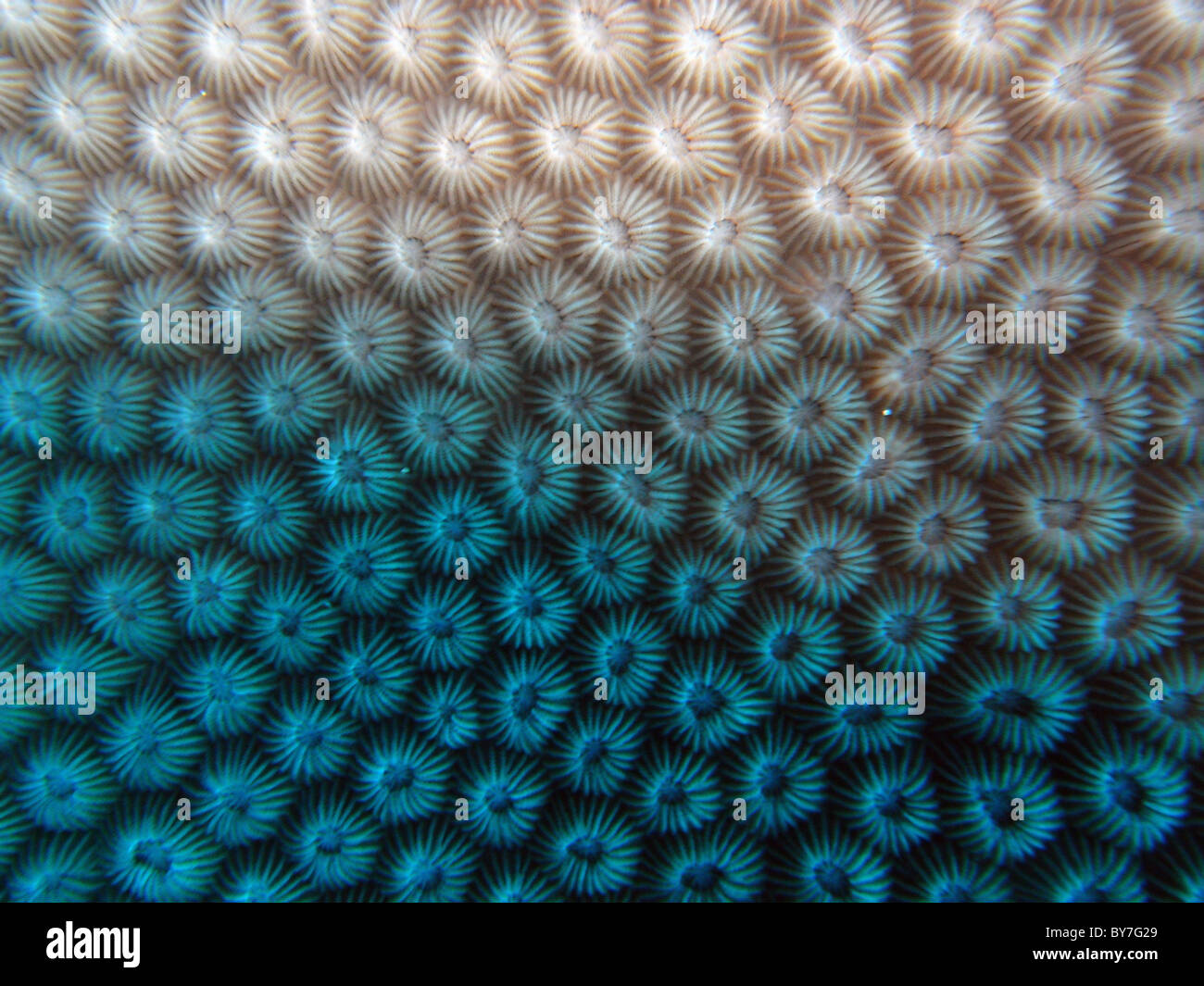 Detail of faviid coral polyps, Christmas Island, Indian Ocean Stock Photo