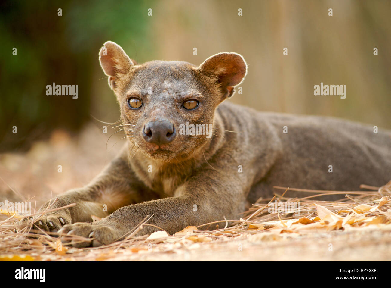 An endangered fossa (Cryptoprocta ferox), one of the few Madagascan carnivores, in Kirindy Forest Reserve, southwest Madagascar. Stock Photo