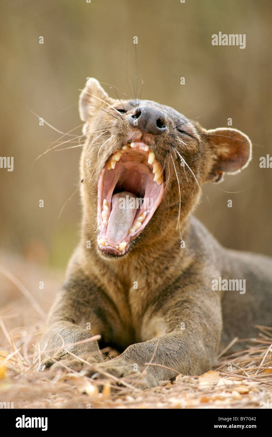 An endangered fossa (Cryptoprocta ferox), one of the few Madagascan carnivores, in Kirindy Forest Reserve, southwest Madagascar. Stock Photo