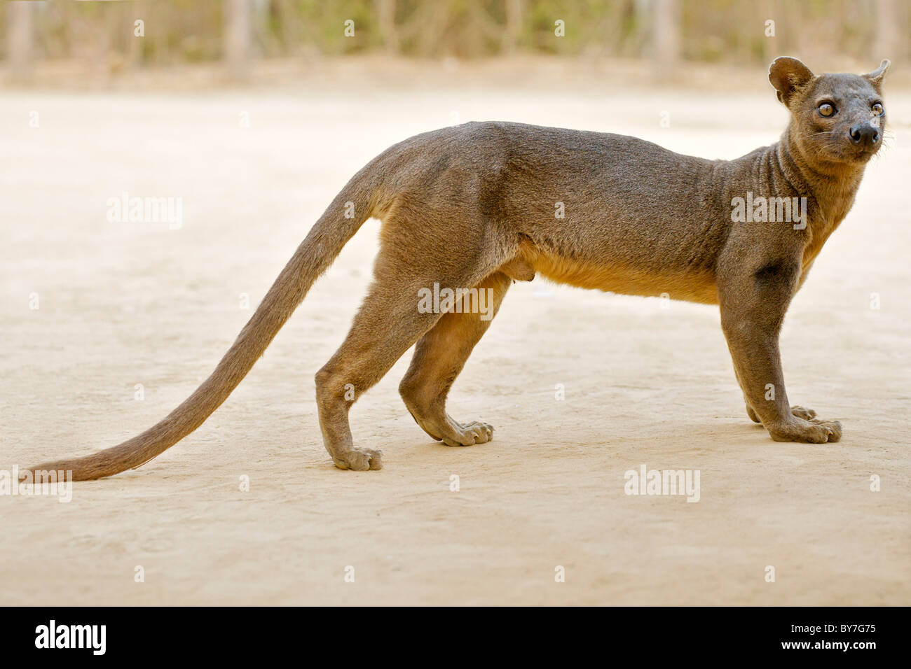 An endangered fossa (Cryptoprocta ferox), one of the few Madagascan carnivores, in Kirindy Forest Reserve, southwest Madagascar. Stock Photo