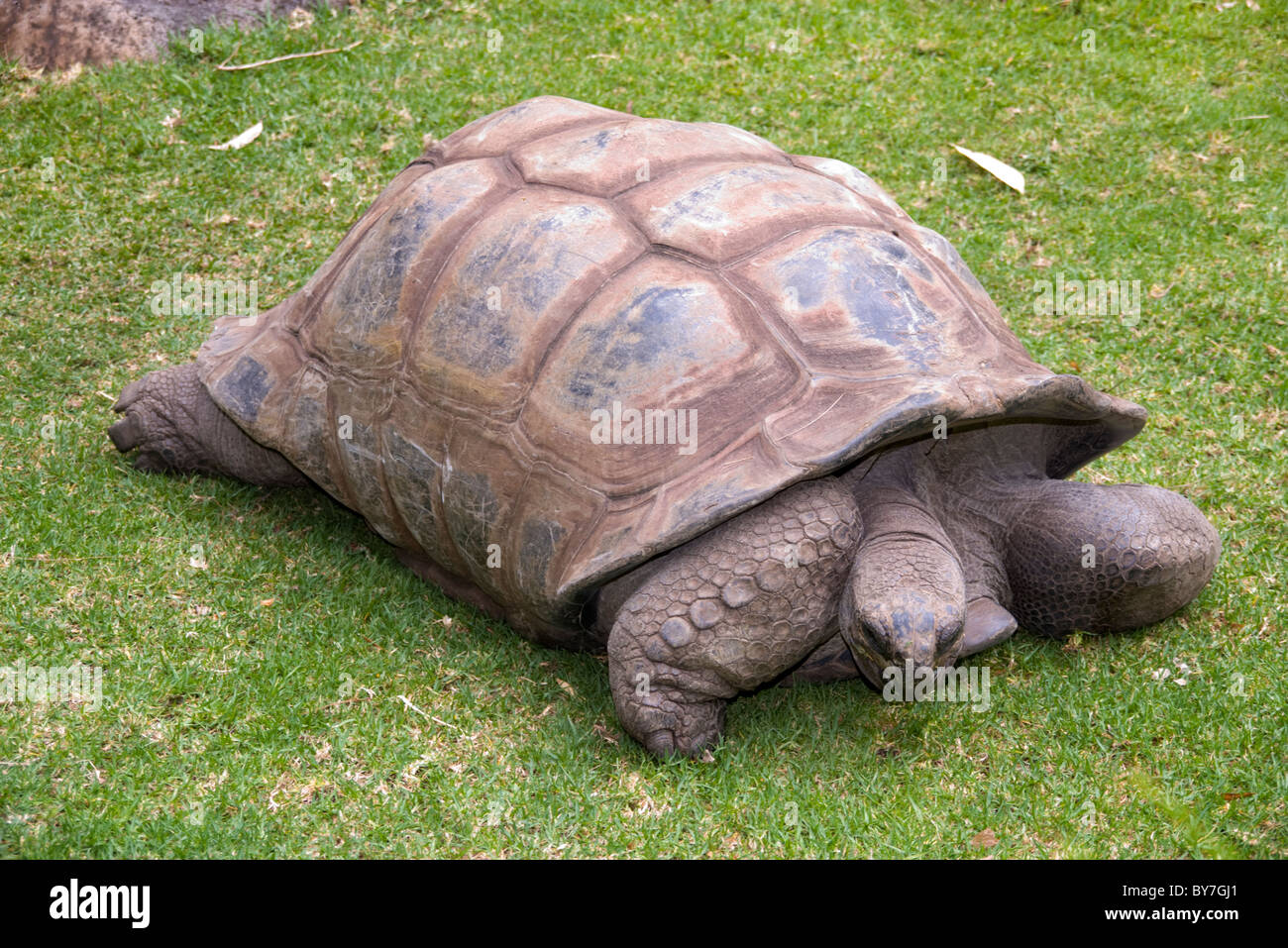 Giant Tortoise (Gopherus flavomarginatus) on green lawn Stock Photo