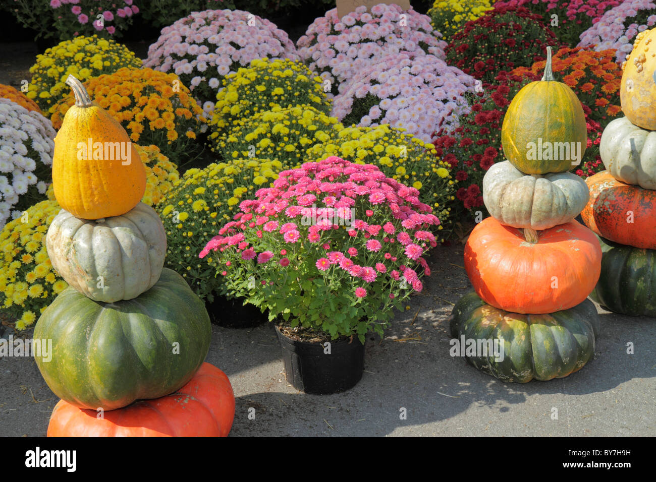 Tennessee Nashville,Nashville Farmers' Market,locally grown produce,Fall harvest,Autumn,pumpkin,display sale decor,interior design,flower,plants,mums, Stock Photo