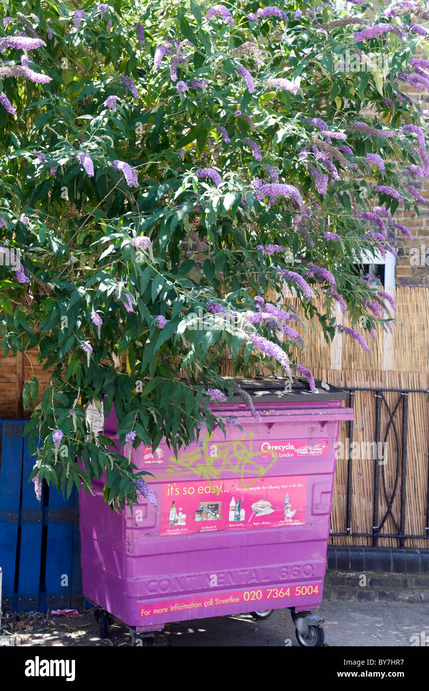 Pink Recycle waste bin on Columbia Road, Hackney, London alongside a lilac bush Stock Photo