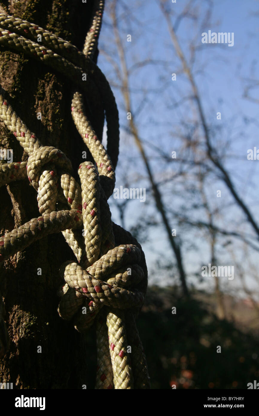 rope tied to tree trunk branch in woods forest Stock Photo Alamy