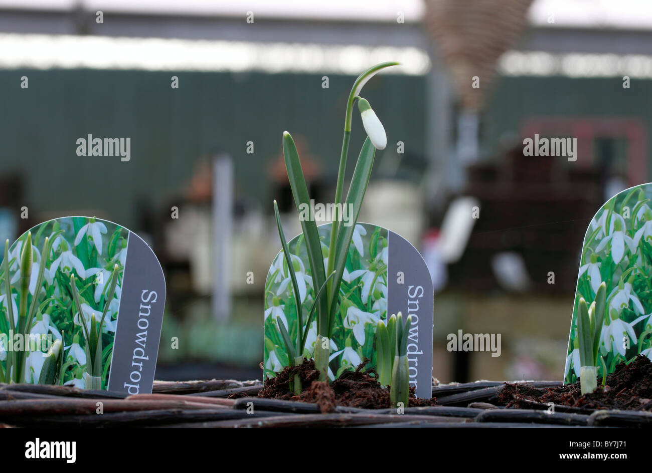 Galanthus snowdrop, spring flower grown from bulbs Stock Photo Alamy